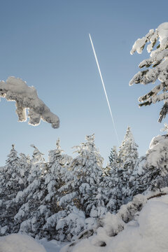 Snow forest landscape