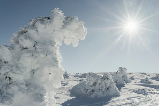 Snowy landscape into the forest