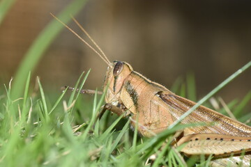 Cunupia, Trinidad and Tobago- December 28, 2021: A macro shot of a locust on the grass of a backyard lawn in Central Trinidad.