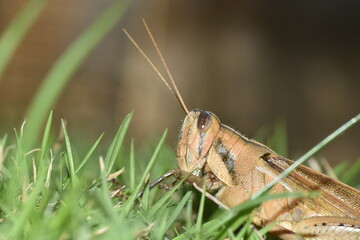 Cunupia, Trinidad and Tobago- December 28, 2021: A macro shot of a locust on the grass of a...