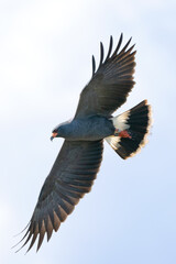 Male Snail Kite Flying through the sky