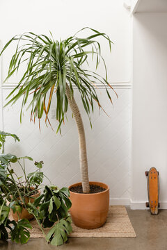 potted plants and vintage skateboard in studio home