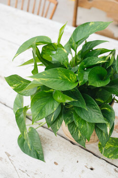 Pothos (Epipremnum aureum)
