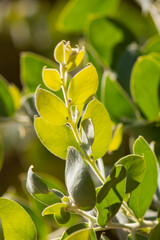 Obraz premium close-up of eucalyptus leaves