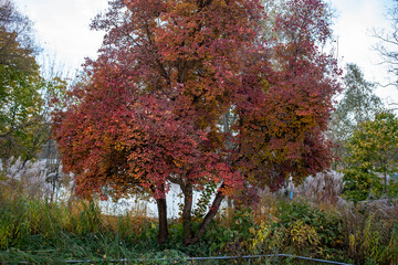 Purple tree in the park