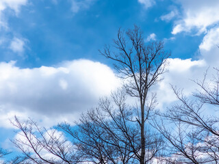 冬の枝木と青い空
