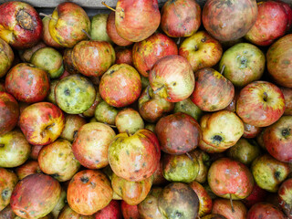 Ugly Apples top view