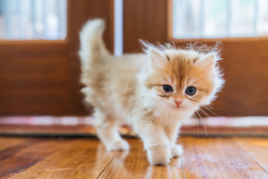 Purebred golden kitten on the floor