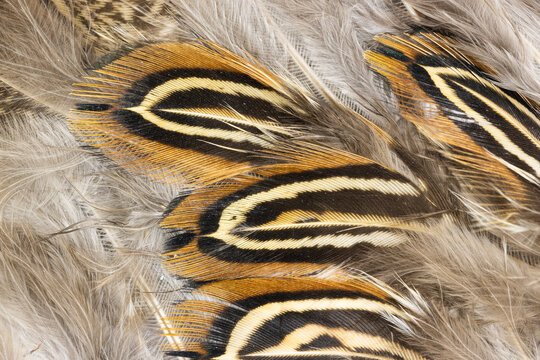 Short Pheasant Feathers  