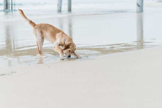 Labrador plays with water
