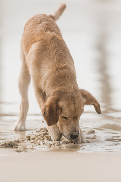 Labrador plays with water
