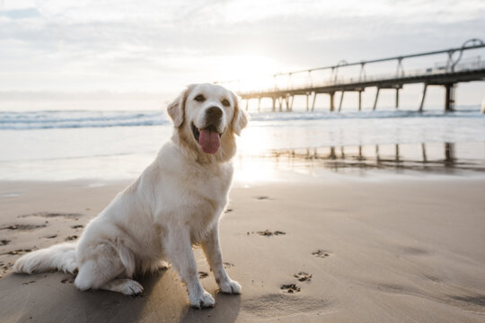 English cream golden retriever
