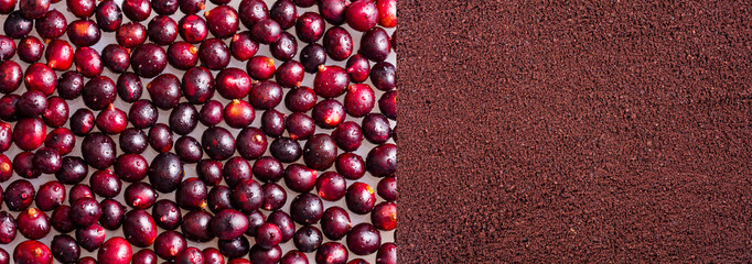 Euterpe oleracea - Organic acai berry powder