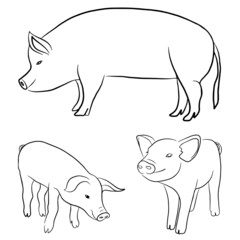 Three pigs. Simple illustration with lines. White background. Vector art.