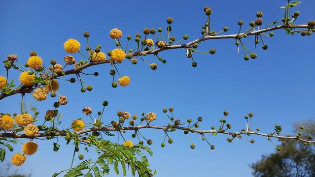 Vachellia nilotica flowers. Vachellia nilotica&nbsp;commonly known as&nbsp;gum arabic tree,&nbsp;babul, thorn mimosa, Egyptian acacia&nbsp;or&nbsp;thorny acacia is a tree in the family&nbsp;Fabaceae. It is a Wildflower.
