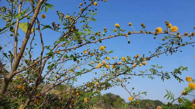 Vachellia nilotica flowers. Vachellia nilotica commonly known as gum arabic tree, babul, thorn mimosa, Egyptian acacia or thorny acacia is a tree in the family Fabaceae. It is a Wildflower.

