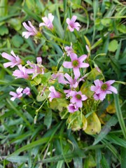 Small pink and purple flowers on green grass