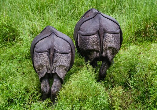 The bottoms of two wild rhinos