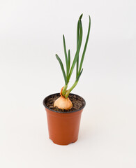 green onion growing in a pot on white background