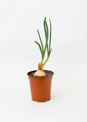 green onion growing in a pot on white background