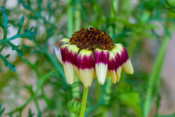 pink and yellow flower