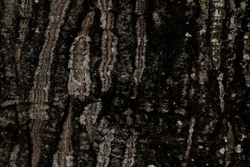 abstract texture tree nature