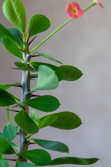 leaves on a branch