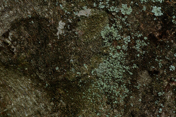 abstract texture tree nature