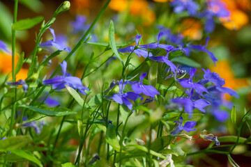 flowers in the garden