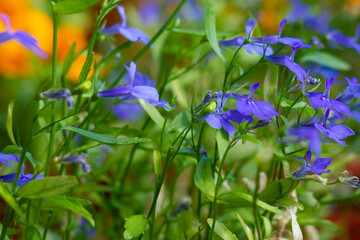 flowers in the garden