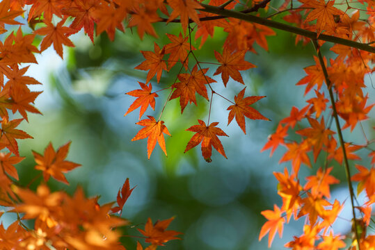 Autumn leaf backgroiund