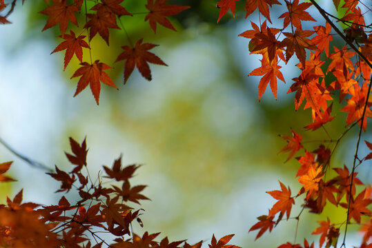 Autumn leaf backgroiund