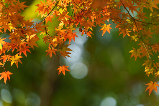 Autumn leaf backgroiund