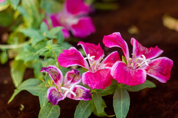 purple orchid flower