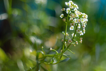 spring in the garden