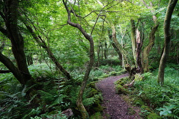 fascinating summer forest with a fine path