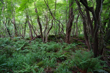 Fototapeta premium dense summer forest with old trees and fern