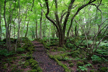 Obraz premium fascinating summer forest with a fine path