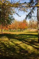autumn trees in the park