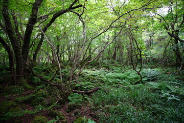 dense summer forest with old trees and fern
