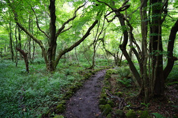 Fototapeta na wymiar fascinating summer forest with a fine path