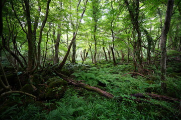 Fototapeta premium dense summer forest with old trees and fern