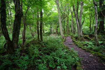 fascinating summer forest with a fine path
