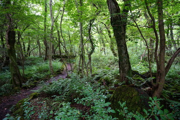 fascinating summer forest with a fine path