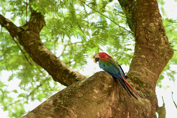 red macaw
