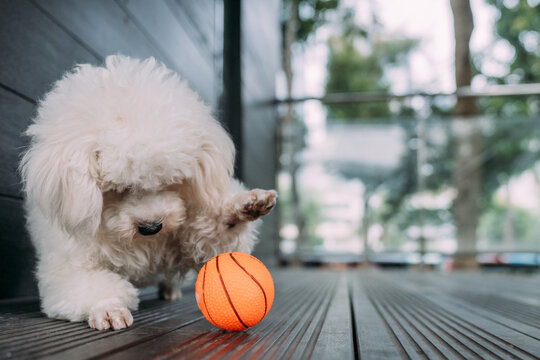 White dog playing ball