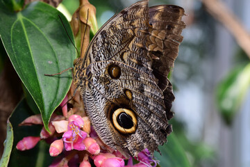 A close-up shot of an owl butterfly standing on a big green leaf on a sunny day