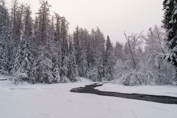 Wintry beautiful white color landscape of running raging river with melted mountain water, washing icy shores of snow-covered coniferous forest on gloomy cold day in wild Nordic winter nature
