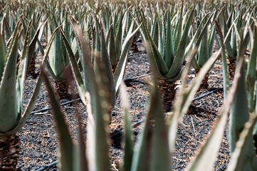 Aloe growing in field