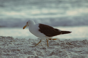 Seagull walking unpretentiously on the soft sand of the beach